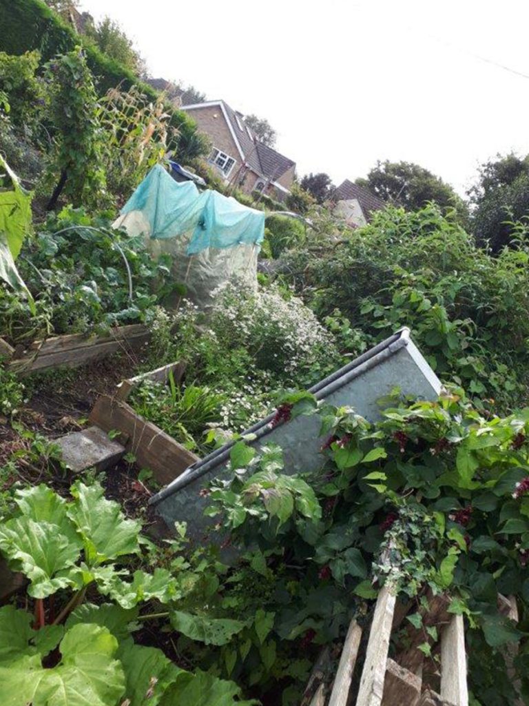 Bradley road community garden in warminster over grown