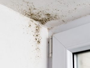 spots of black mould on the ceiling by pvc door