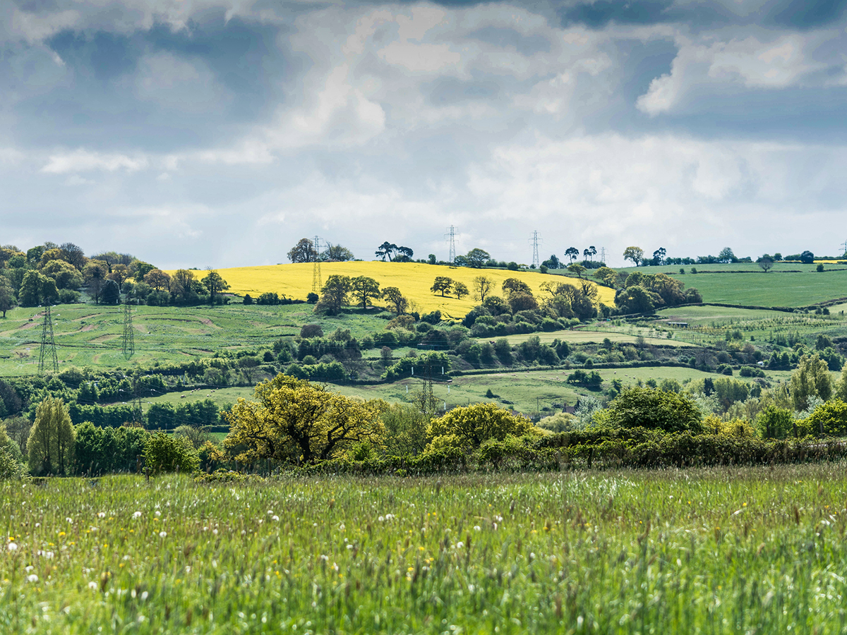 Countryside and yellow rapeseed fields in North Somerset