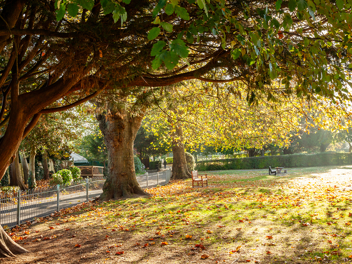 Autumn trees in Victoria Park Frome