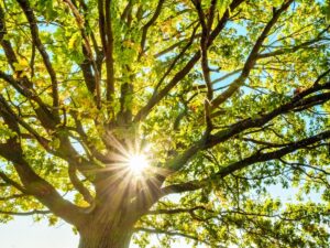 Tree in a garden with sun shining through